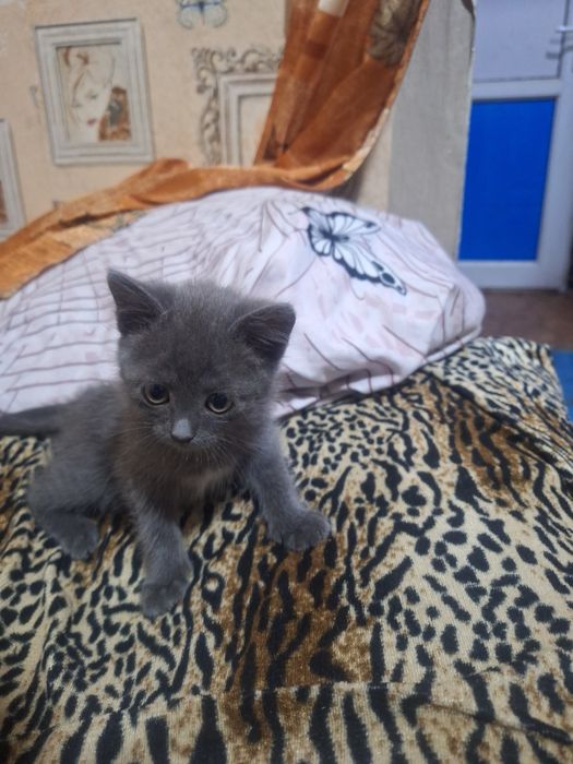 Ласковый игривый котенок