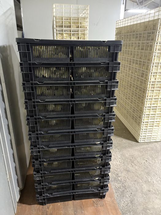 Бройлеры КОББ 500 21 января