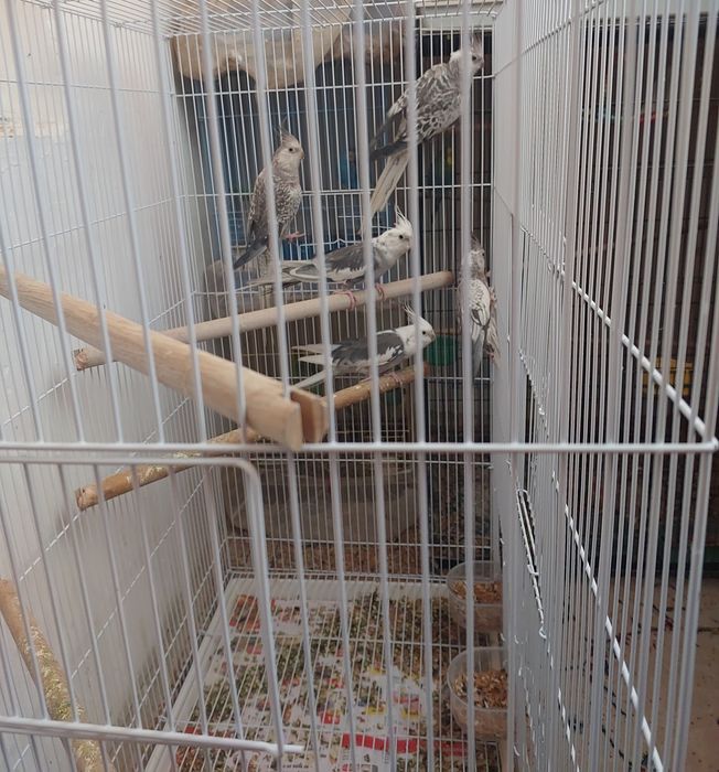 Корелы на выбор домашние свои