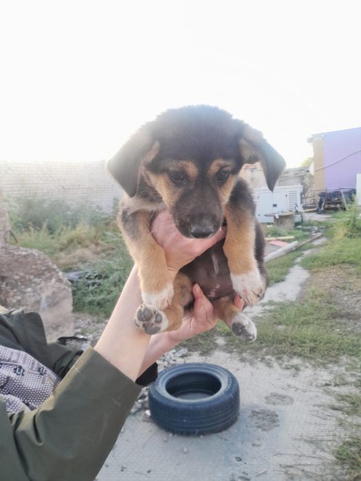 Отдадим в самые лучшие руки щенков.