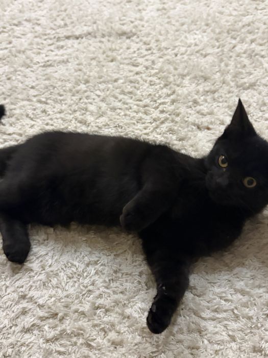 Котенок черного цвета  Мальчик