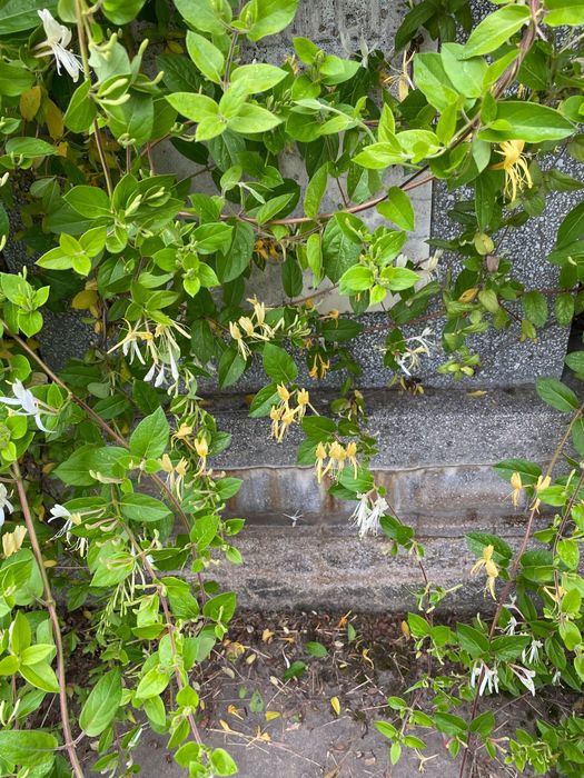 Vand loc de veci - Cimitirul Buziasului