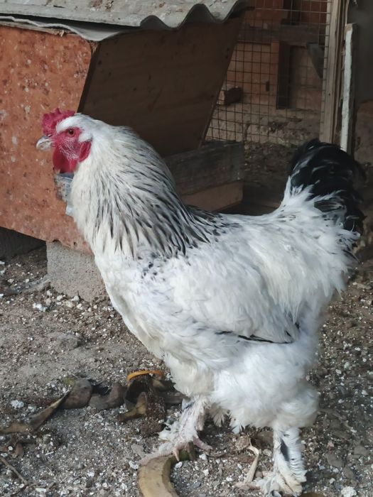 Брама хуроз ва товук