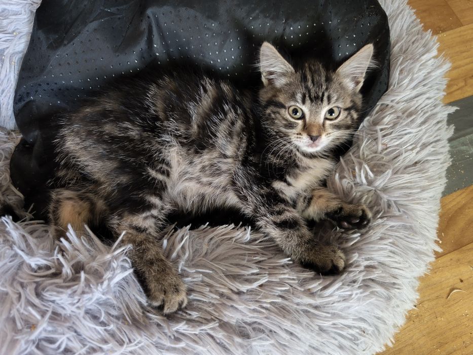 Котята даром в добрые руки