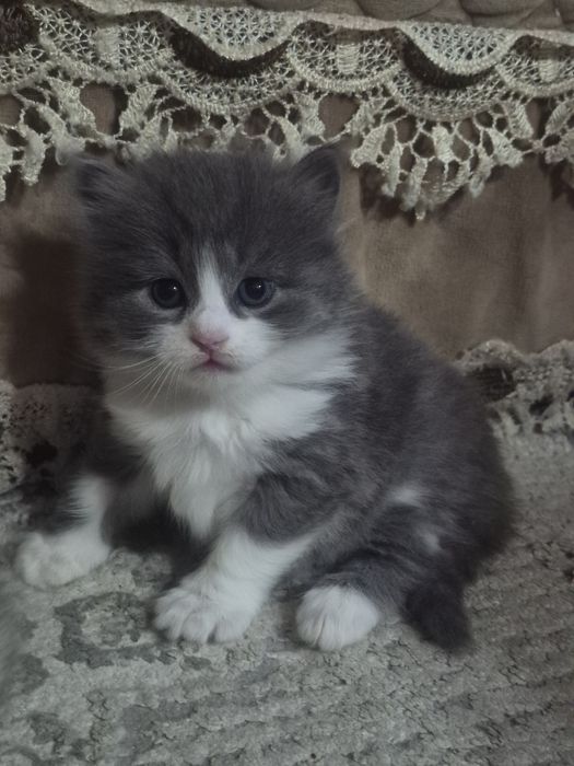 Шотландские длинношерстные