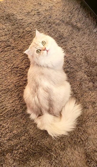 British longhair enervant de lipicios cu pedigree