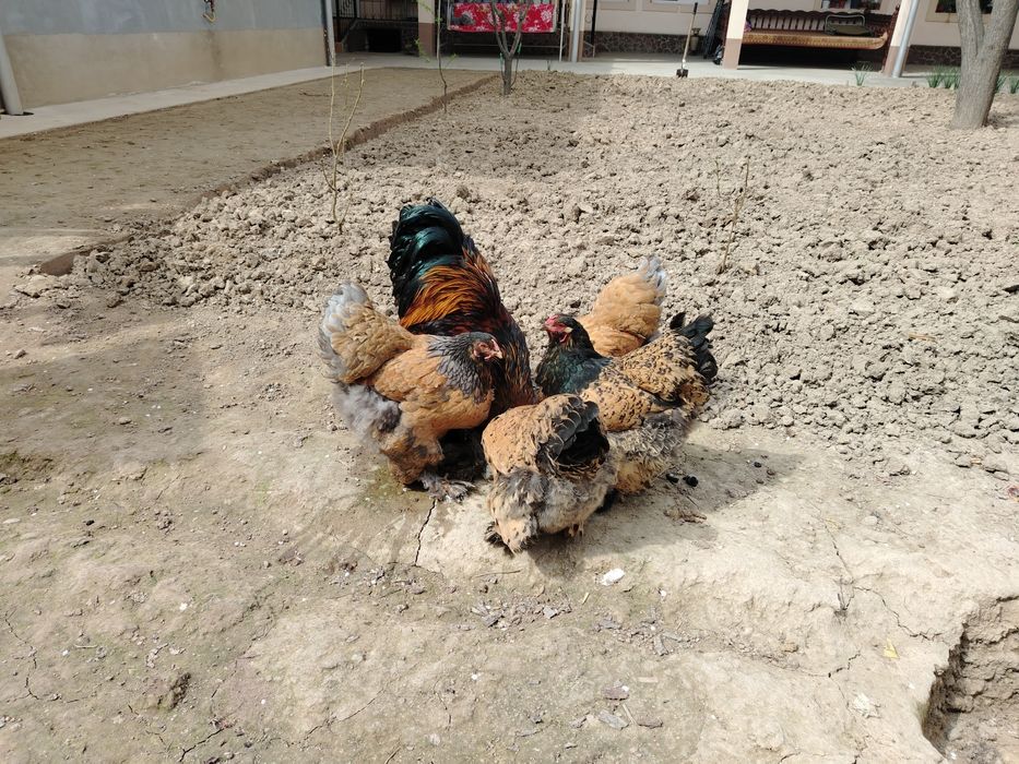 Brama Tuxumlari Sotuvda Rasmdigi Patlariga Qareng Qoni Toza Brama