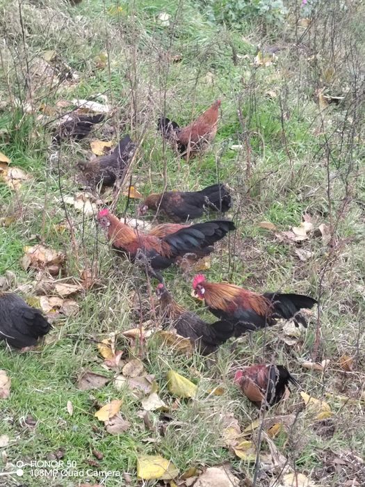 Продавам декоративни кокошки