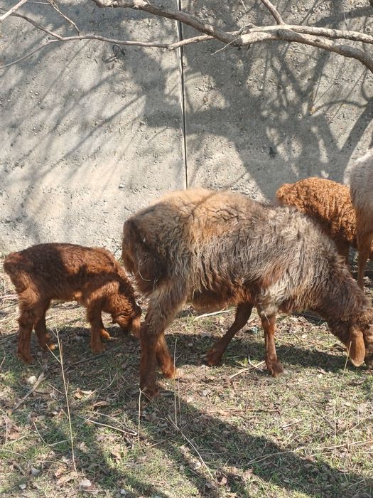 Арашан койлар козысымен