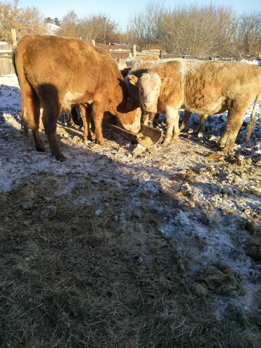 КРС. Продам 5 быков