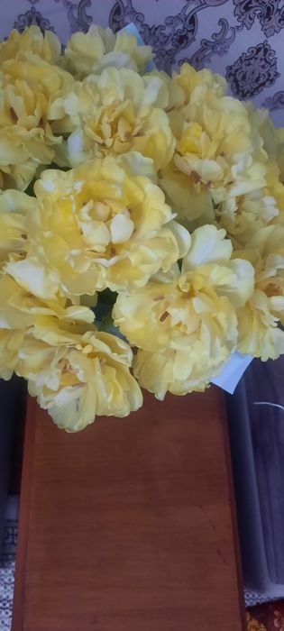 Цветы тюльпаны продам