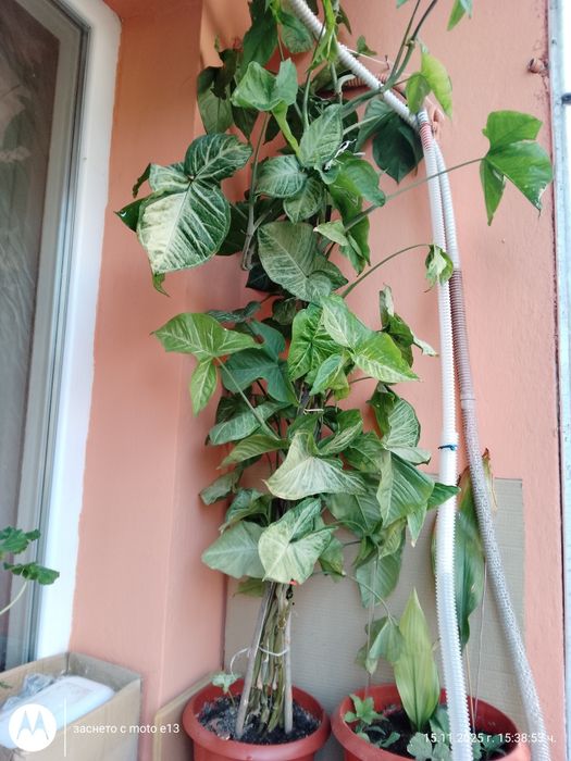 Цветя, зелени, няколкогодишни