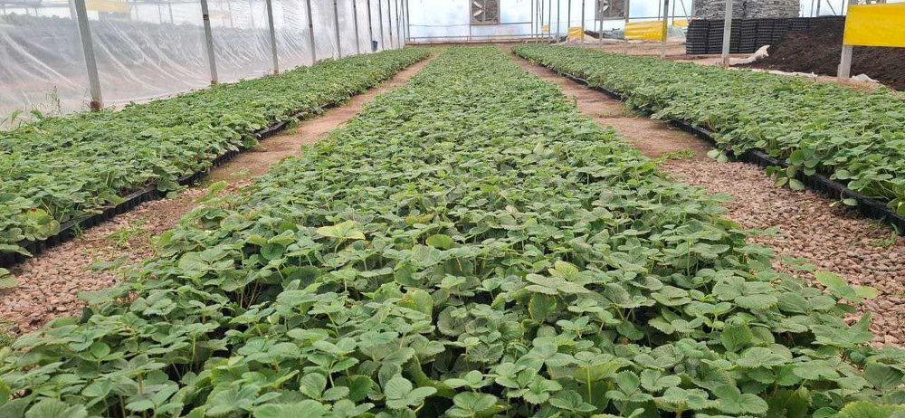 Рассада клубники/Qulupnay ko‘chatlari (Albion va Kabrilo)