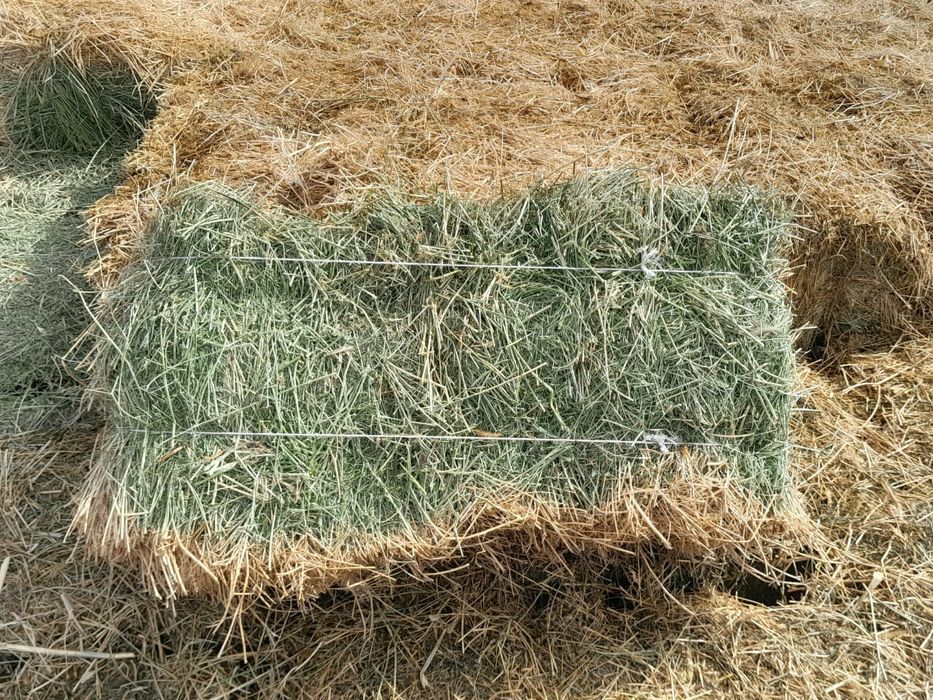 Продам тюки люцерну.