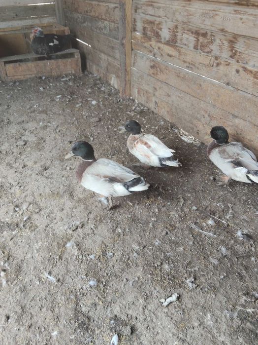 Schimb tot ce se vede in poze cu gaini, rate prepelite