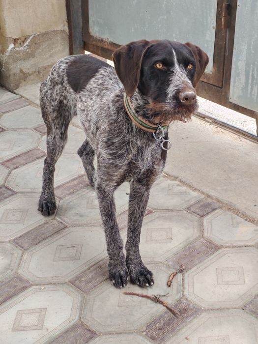 Дратхар ищет жениха город актау