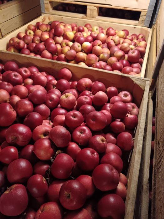 Mere polonia superr calitate