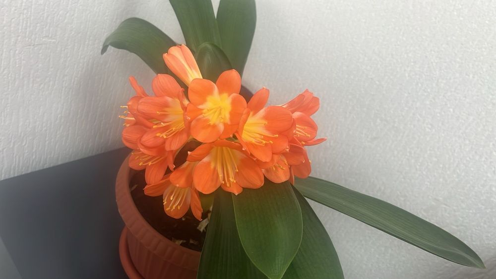 Цветы комнатные 5 шт.