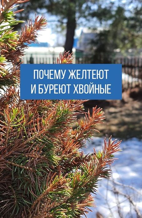 Обработка хвои от солнечных ожегов