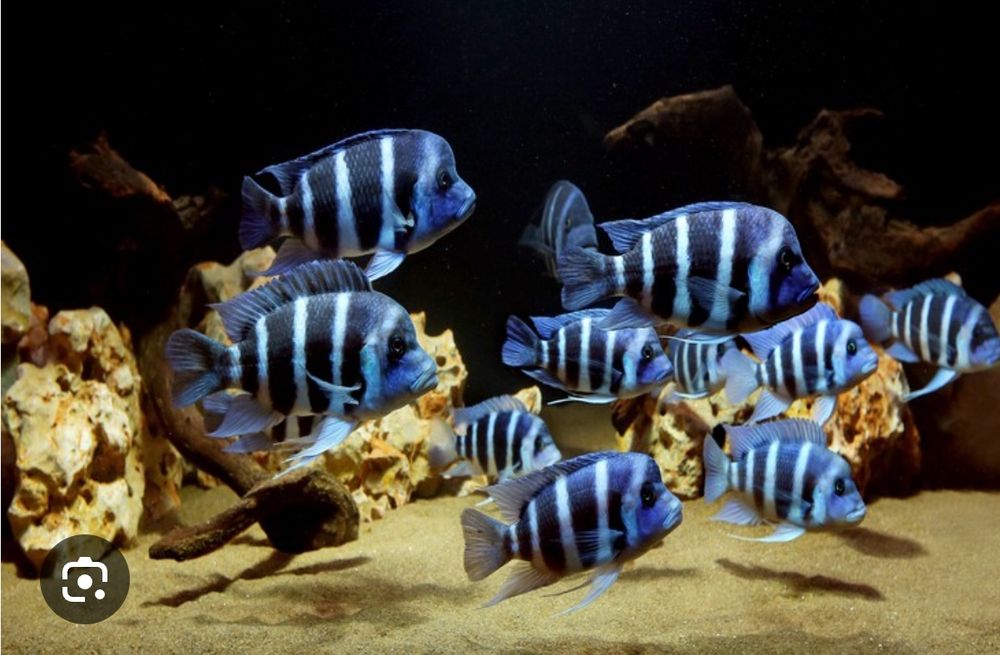 Продам семью франтоз