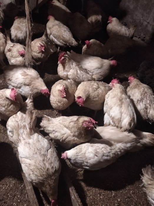 Продам Кур Несушек