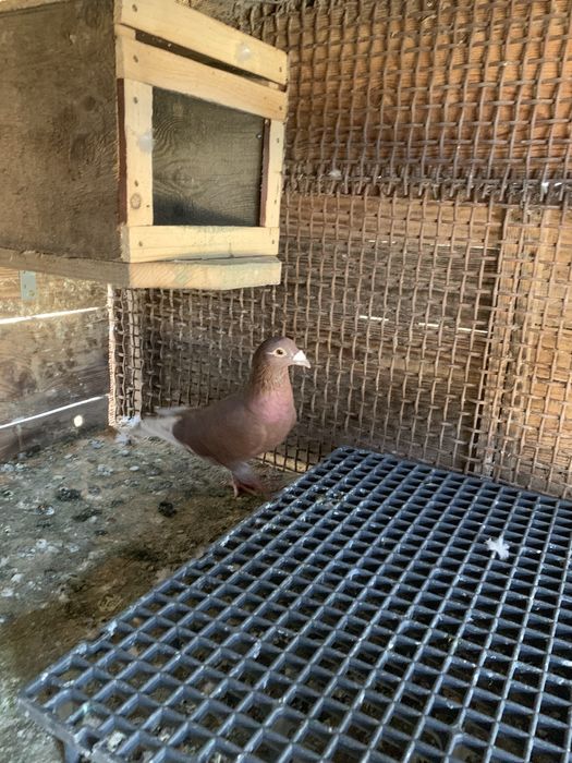 Vand porumbei voiajori