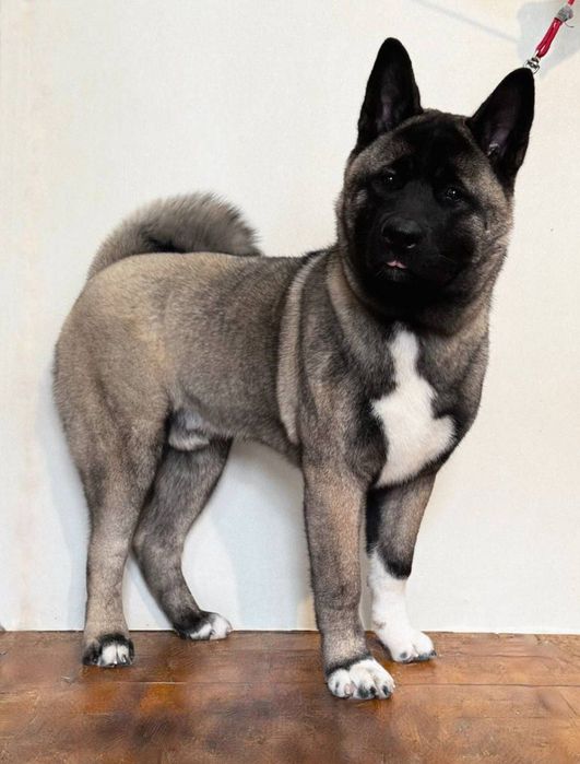 Груминг, стрижка кошек и собак