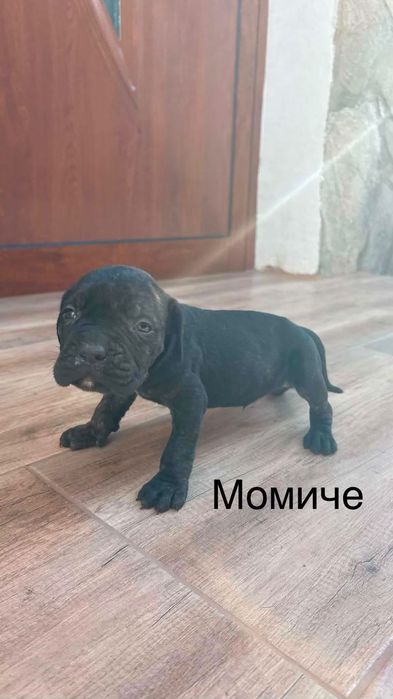 Кучета Кане Корсо