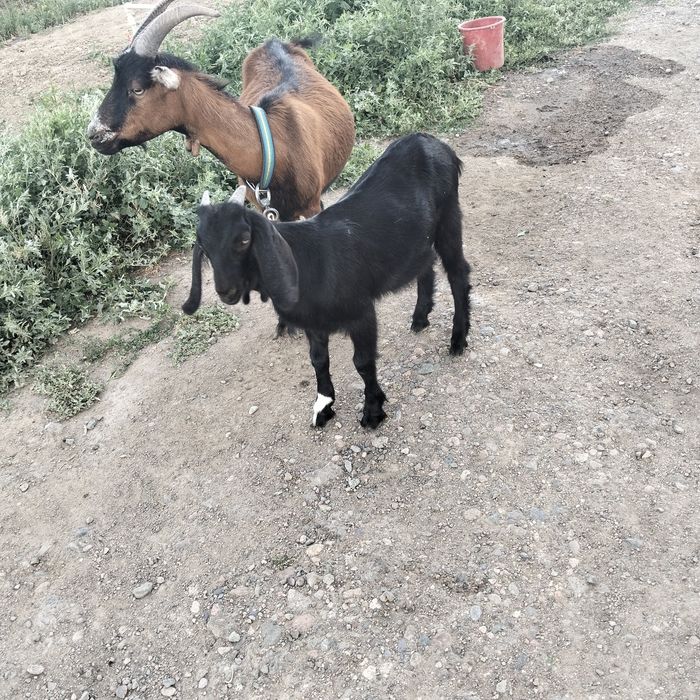 Коза и козлёнок камори