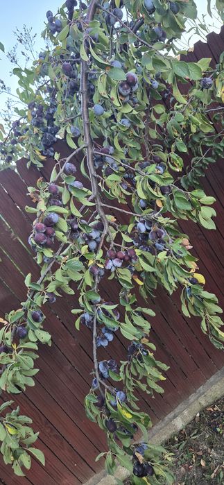 Vand prune negre