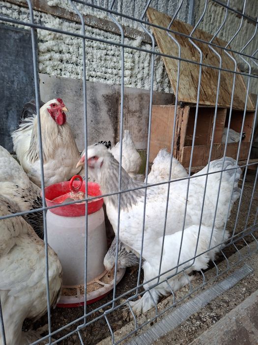 Vând ouă Australop si Brahma 8lei