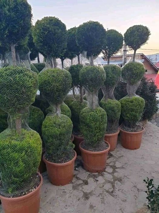 Tuia smarald columnaris biota Leylandy