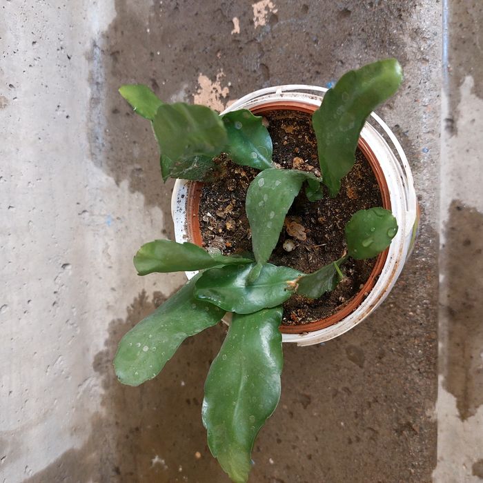 Продается эпифиллум лесной кактус