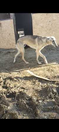 Saluki olx hot sale