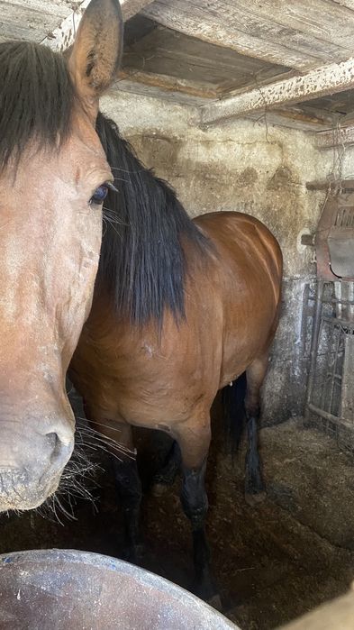 Продам жирных лошадей с откорма