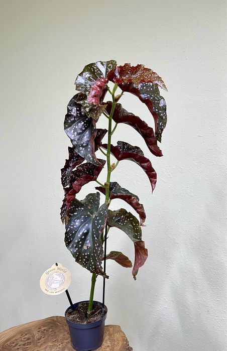 Бегония краклин роуз