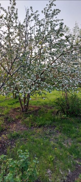 Продается дача, 2 этажа, 10 соток