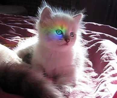 Порода: Невская Маскарадная, окрас Silver Point.