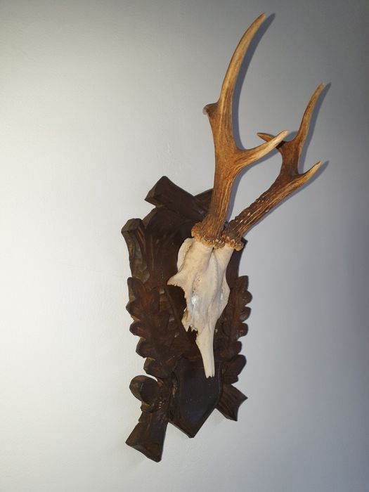 Ловни  трофей за стена