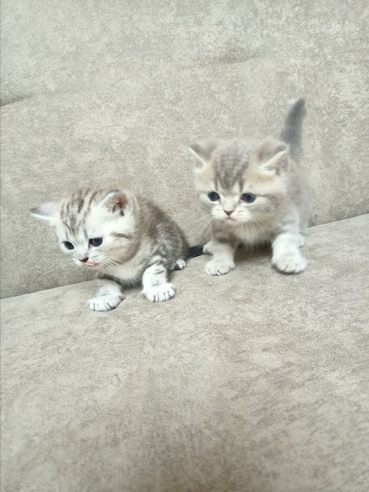 Шотландские котята