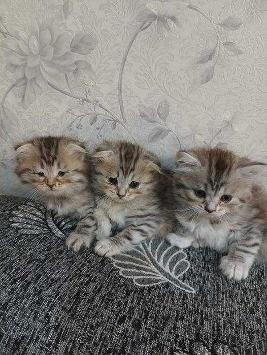 Котята бесплатно