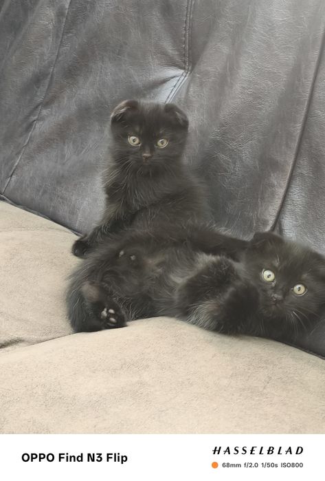 Котята скоттиш-фолд