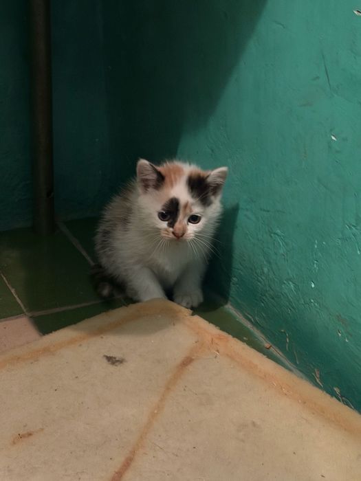 Отдадим котят в добрые руки