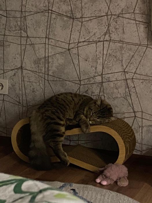 отдам кота в добрые руки