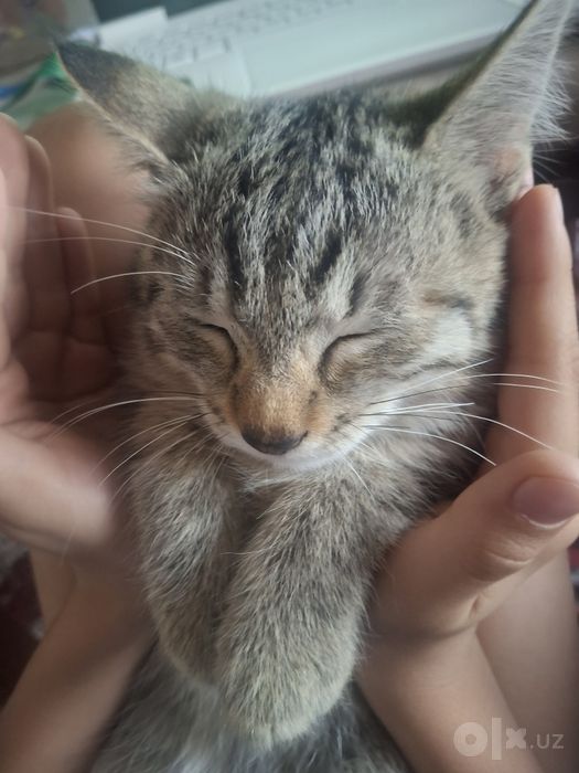 Котёнок без породы. Девочка.