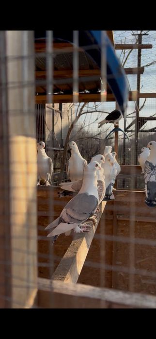 Porumbei misirli satineti