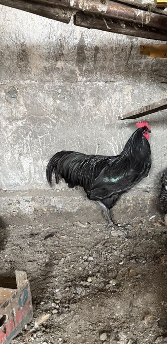 Cocosi Australorp