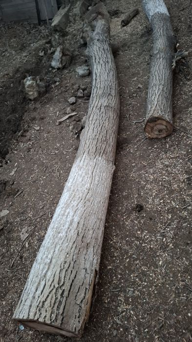 Продам два орех(столб)