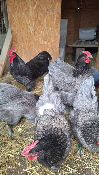 Oua australop albastru