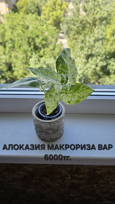 Комнатные растения